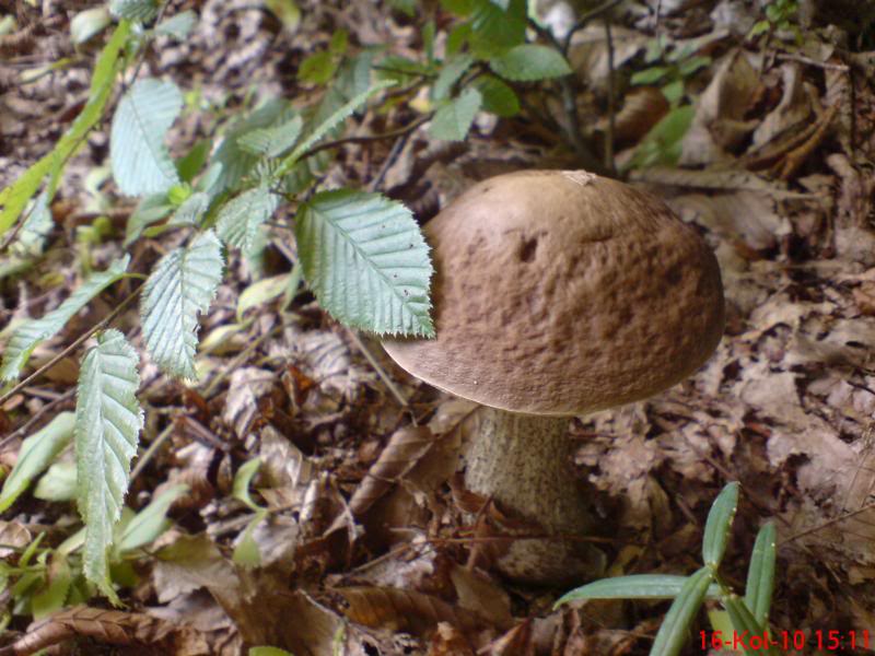 Grabov djed ( Leccinum griseum ) DSC00035