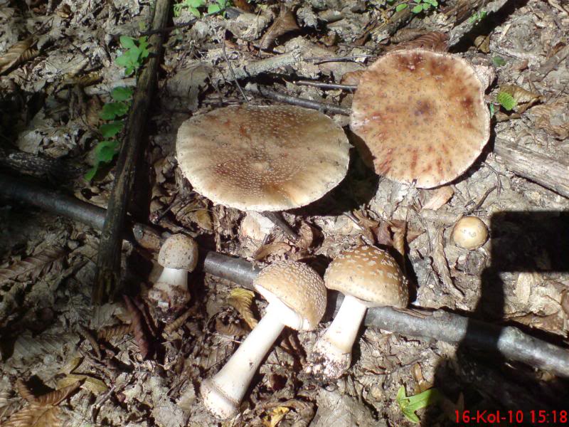 Biserka ( Amanita rubescens ) DSC00039