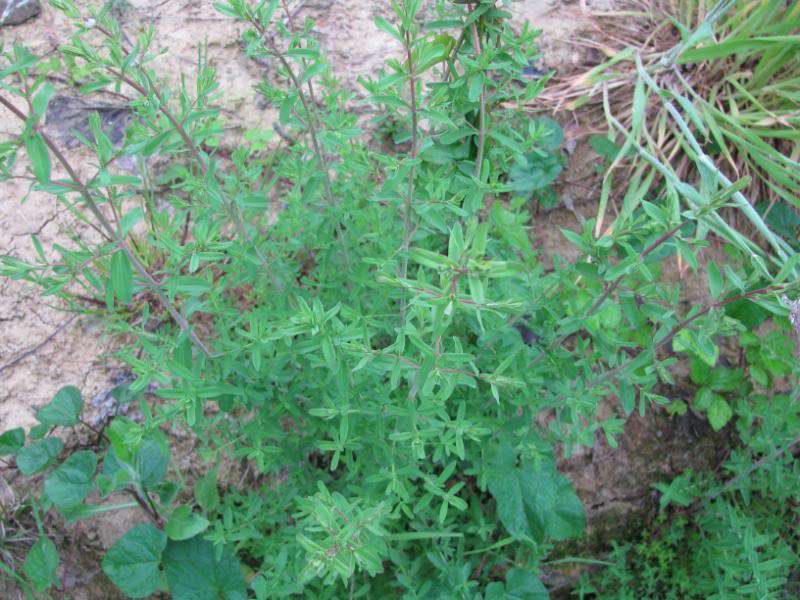 GOSPINA TRAVA ( Hypericum perforatum ) Gospinatrava2