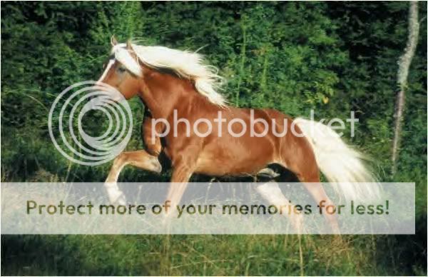 more more more more more all unnamed 03Haflinger1