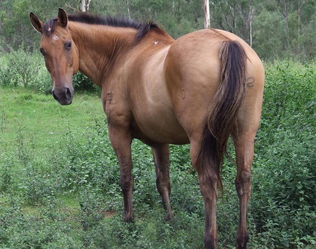 Daiquiri Bellreve Stud horses   will re organise them in gender groups lol 680