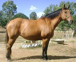 Daiquiri Bellreve Stud horses   will re organise them in gender groups lol 6802