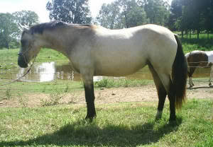 Daiquiri Bellreve Stud horses   will re organise them in gender groups lol Ahonah2