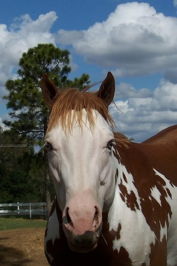 Casper Farm Horses MOST2992CustomImage0359504