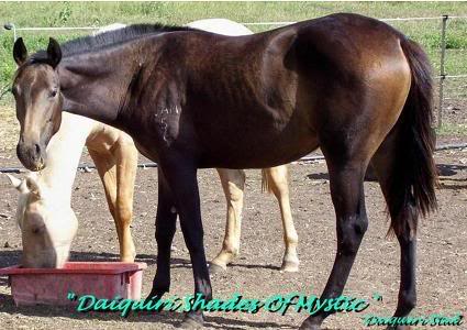 Daiquiri Bellreve Stud horses   will re organise them in gender groups lol Mystic