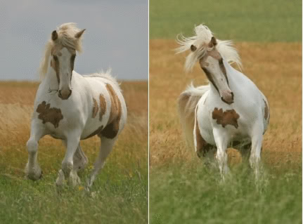 July Trots in(ANY BREED ALOUD) Applebysbella