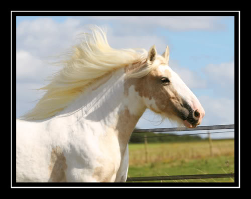 MY HORSES wild and tame! ALL TOGETHER Banbhui