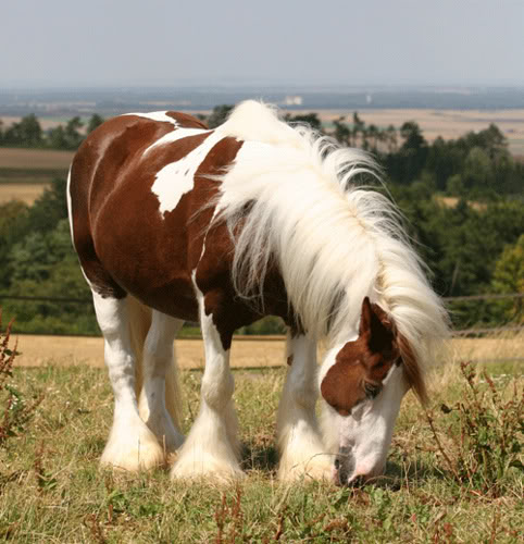 MY HORSES wild and tame! ALL TOGETHER Berneen