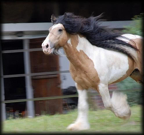 MY HORSES wild and tame! ALL TOGETHER GoldenVale