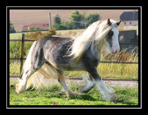 MY HORSES wild and tame! ALL TOGETHER Pepsi