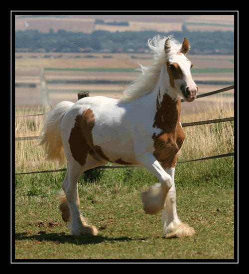 MY HORSES wild and tame! ALL TOGETHER Chica