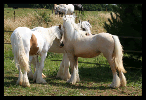 MY HORSES wild and tame! ALL TOGETHER Chichstarandpeny