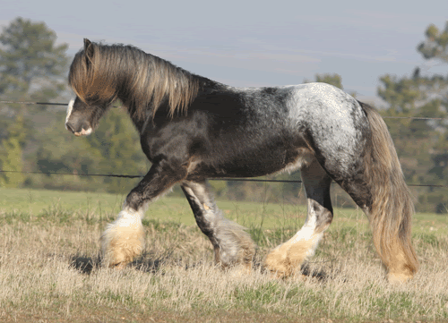 MY HORSES wild and tame! ALL TOGETHER Clniri