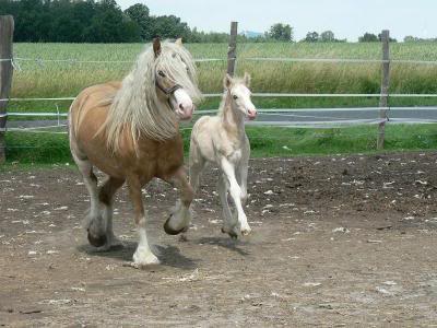 MY HORSES wild and tame! ALL TOGETHER Debbyandcolt