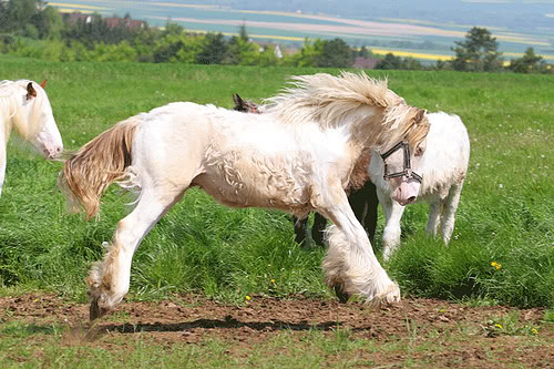 MY HORSES wild and tame! ALL TOGETHER Erwyn5