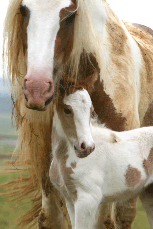 MY HORSES wild and tame! ALL TOGETHER Gleannandmi