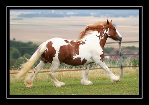 MY HORSES wild and tame! ALL TOGETHER Spotty2