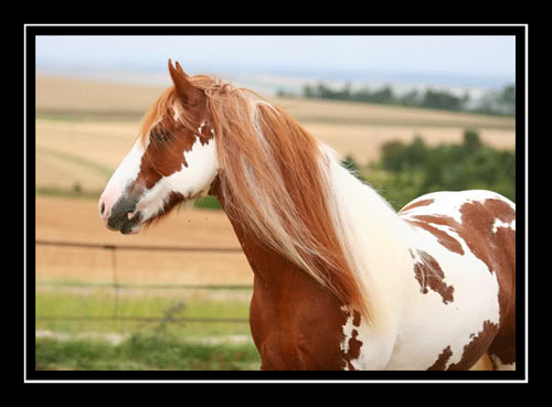 spots delight, candy jane and applebys bella seek studs Spottyshead