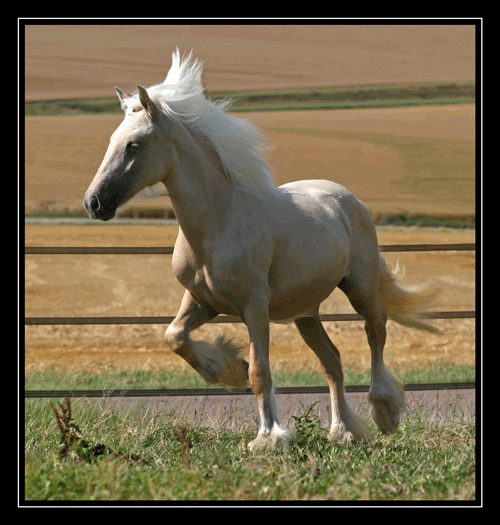 MY HORSES wild and tame! ALL TOGETHER Stardust-1