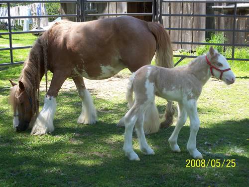 MY HORSES wild and tame! ALL TOGETHER Strawberryandtully2