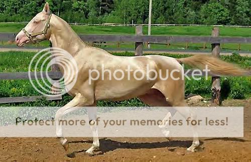 more more more more more all unnamed Akhal-teke-stallion