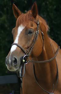 Pine Hollow school horses Bailey