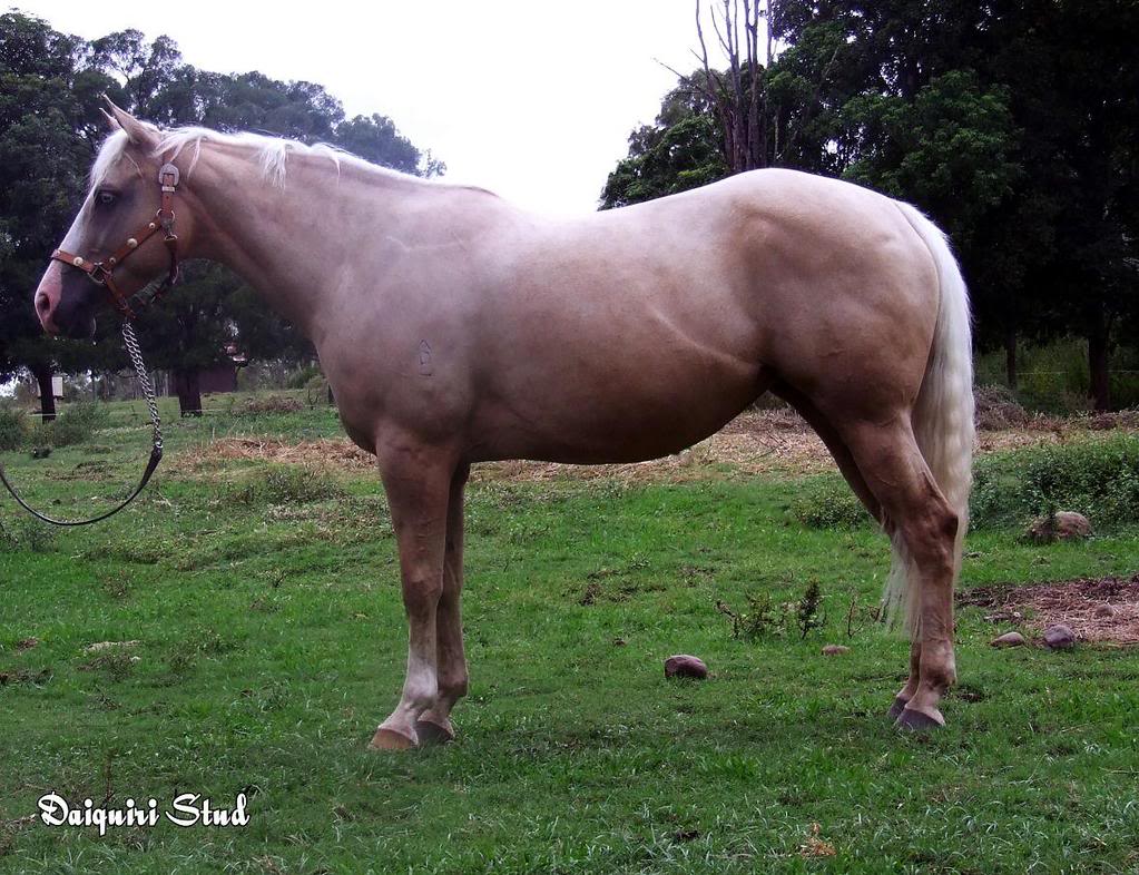 Daiquiri Bellreve Stud horses   will re organise them in gender groups lol Blueyedelight