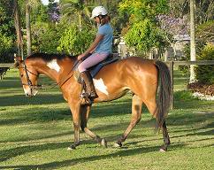 Daiquiri Bellreve Stud horses   will re organise them in gender groups lol Cyclonenew