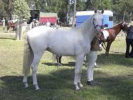 Daiquiri Bellreve Stud horses   will re organise them in gender groups lol Daiquiritexassharpshooter