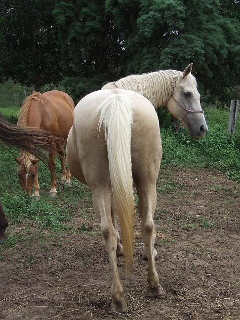 Training ranch horses Imogen2