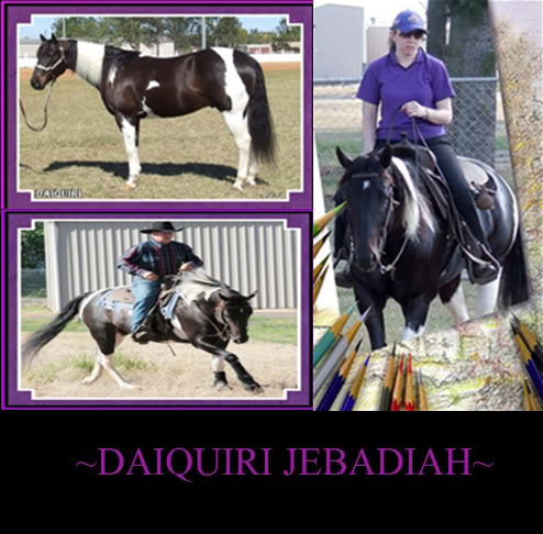 Daiquiri Bellreve Stud horses   will re organise them in gender groups lol Jeb