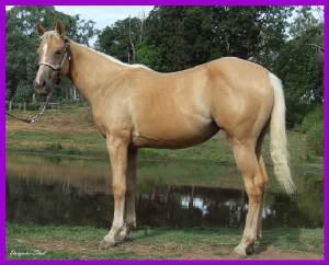 Daiquiri Bellreve Stud horses   will re organise them in gender groups lol Luckylady2