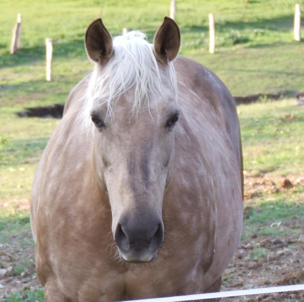 Daiquiri Bellreve Stud horses   will re organise them in gender groups lol Sandy