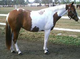 Daiquiri Bellreve Stud horses   will re organise them in gender groups lol Shai-nja