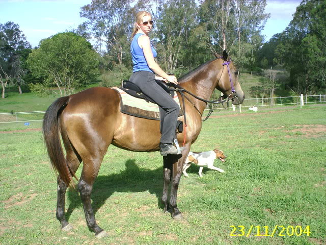 Daiquiri Bellreve Stud horses   will re organise them in gender groups lol Snazzy2