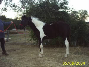 Daiquiri Bellreve Stud horses   will re organise them in gender groups lol Tex13jpgw300h225