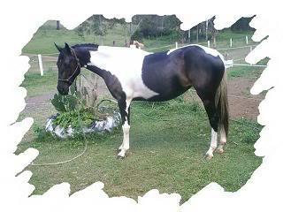 Daiquiri Bellreve Stud horses   will re organise them in gender groups lol Whisper1