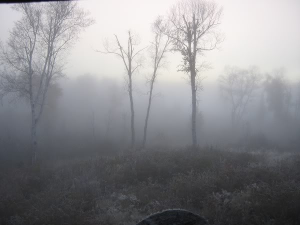 أجمل صور الضباب في الغابات  Fog