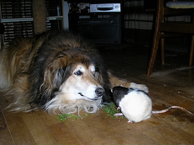 Pitbull-katten Mille Møgkat vs. pitbull-rotten Blackie. 08-1