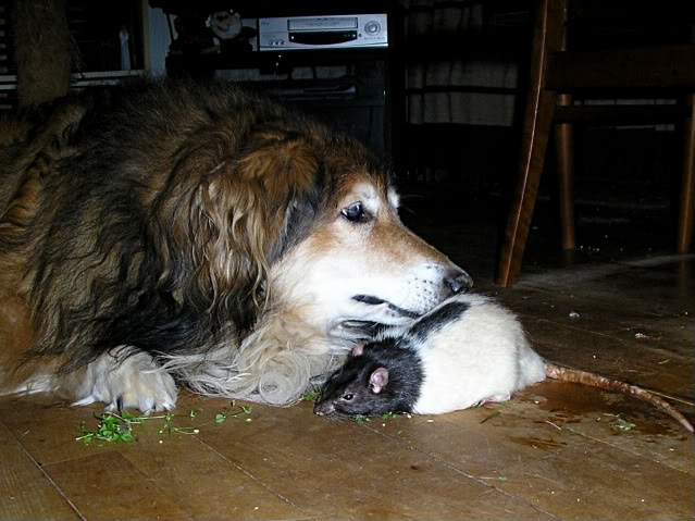 Pitbull-katten Mille Møgkat vs. pitbull-rotten Blackie. 11-1