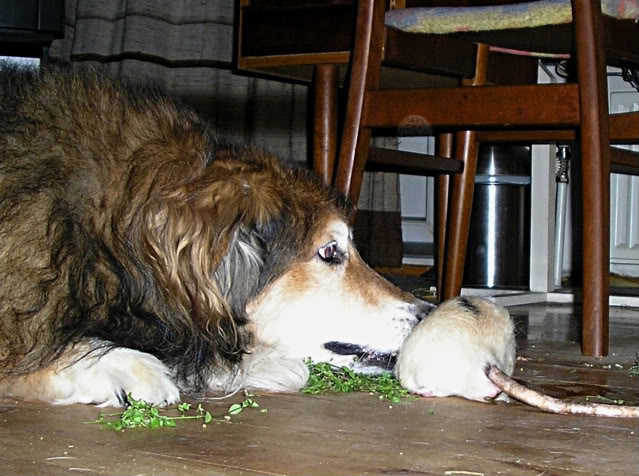 Pitbull-katten Mille Møgkat vs. pitbull-rotten Blackie. 12-1