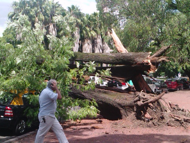 BS AS: ENORME ARBOL CAIDO APLASTA AUTOS Y BUS LGIM0125-1