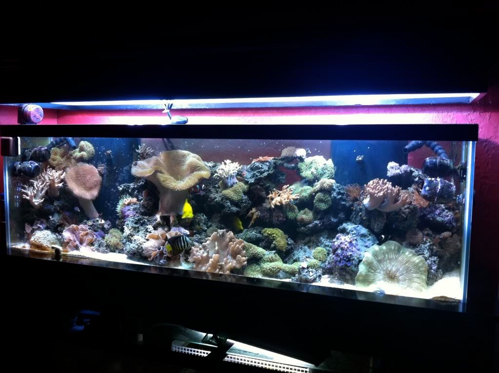 125 Gallon Mixed Reef IMG_2857