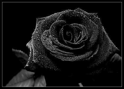 AP KO KON SAA FLOWER PASAND HYY Black_rose