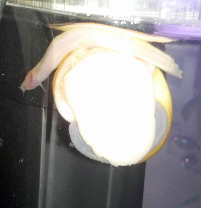 MY EVIL GOLD MYSTERY SNAIL! 121611092407