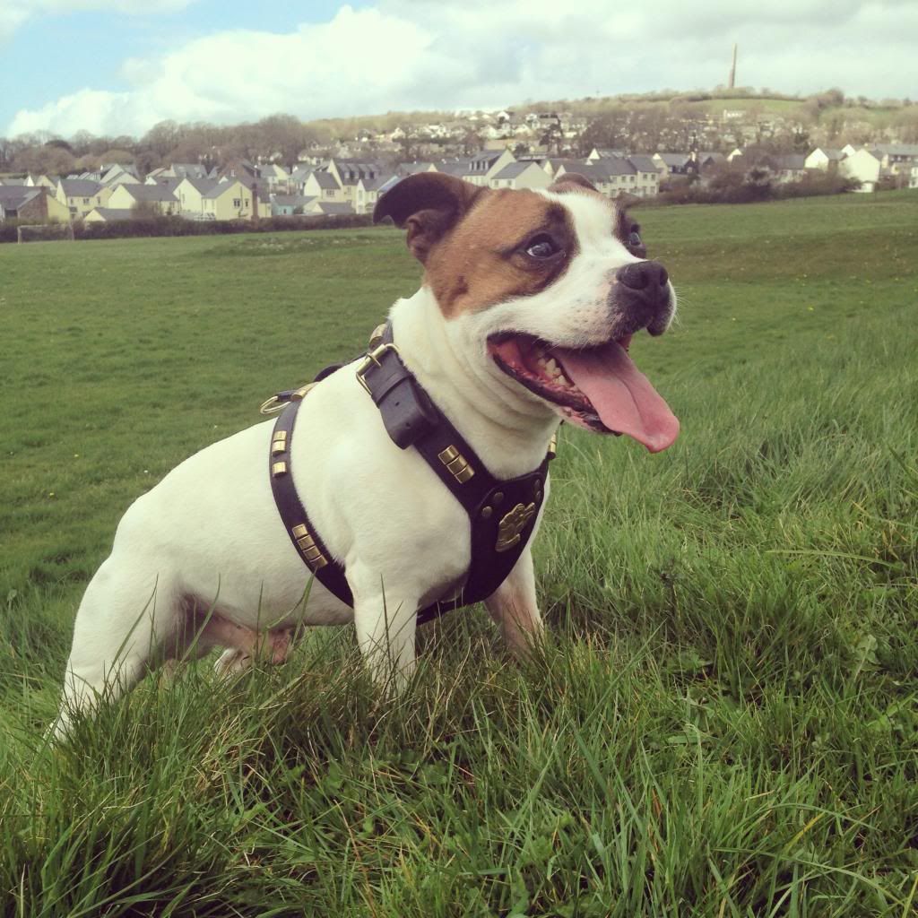 Dragz enjoying his lovely long walk in the sunshine :) Image_zps41bc18d5