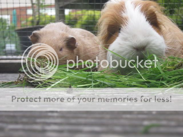 Edie, Marmalade & Amber Guineapigs014