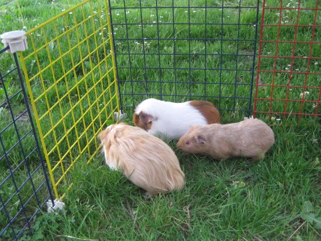 Edie Guineapigs037