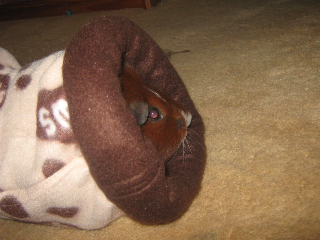 Barry and his tunnel Guineapigs039-1