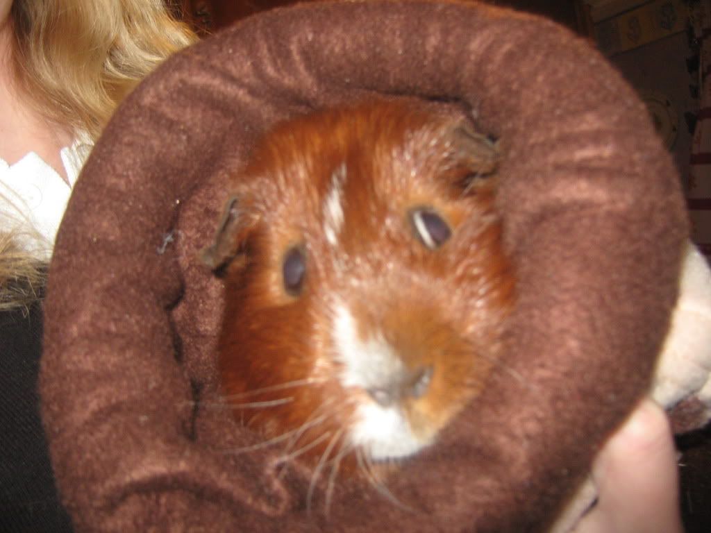 Barry and his tunnel Guineapigs042